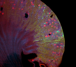 Lichtblatt-Fluoreszenzmikroskopische Aufnahme der räumlichen Verteilung verschiedener Makrophagen-Populationen (blau und grün) entlang der Blutgefäße und Glomeruli (rot) in einer murinen Niere.