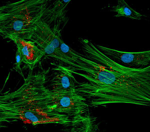 Verteilung von Lysosomen (rot) in humanen mesenchymalen Stammzellen. Das Zytoskellet ist grün und die Zellkerne sind blau dargestellt.