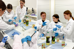 Das Bild zeigt die Teilnehmerinnen bei der Arbeit mit den Organproben. In den Händen halten sie kleine Glasgefäße mit Ethanollösung und den Organen. The picture shows the participants working with the organ samples. They are holding small glass containers with ethanol solution and the organs.