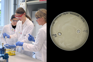 Das BIld zeigt zwei Schülerinnen, wie sie unter Anleitung von Dr. Christina Sengstock Nährmedium auf eine Agarplatte pipettieren. Rechts daneben ist eine Agarplatte mit Hemmhöfen um zwei mit Silberacetat behandelte Areale zu erkennen. The picture shows two students pipetting culture medium onto an agar plate under the guidance of Dr. Christina Sengstock. To the right is an agar plate with inhibition zones around two areas treated with silver acetate.