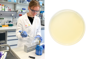 Im Bild pipettiert eine der Schülerinnen Nährmedium auf eine Agarplatte. Die Platte ist rechts im Bild nochmal detailliert zu sehen. In the picture, one of the students is pipetting culture medium onto an agar plate. A plate can be seen again in detail on the right of the picture.