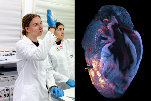 Links im Bild schaut sich eine Schülerin eine Organprobe an und hält sie gegen das Licht. Rechts ist eine Lightsheetaufnahme des Herzenz zu sehen, nachdem sie am Computer zusammengesetzt wurde. n the left, a student looks at an organ sample and holds it up to the light. On the right is a lightsheet image of the heart after it has been assembled on the computer.