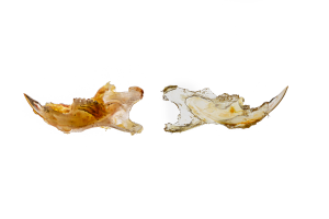 The image shows murine jaw bones from a model of Medication-Related Osteonecrosis of the Jaw (MRONJ). The left sample is in its original state, the right sample is cleared.