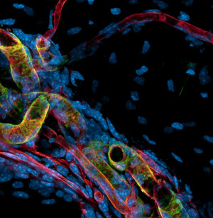 Um die Knochenhomöostase zu gewährleisten, werden die Knochenoberfläche – das Periost - sowie der kortikale Knochen mithilfe verschiedener Blutgefäßtypen wie feinen Kapillaren (rot) und großen Arterien (grün und rot) versorgt.