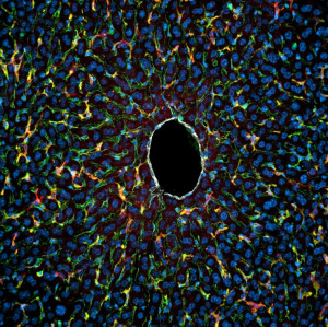 Hepatische Makrophagen (rot) interagieren primär mit sinusoidalen Endothelzellen (grün) während an der Zentralvene (weiß) kaum Immunzell-Interaktionen zu beobachten sind.
