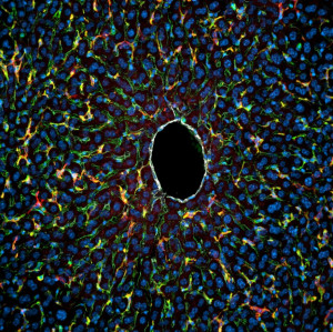 Hepatische Makrophagen (rot) interagieren primär mit sinusoidalen Endothelzellen (grün) während an der Zentralvene (weiß) kaum Immunzell-Interaktionen zu beobachten sind.