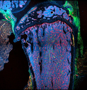 Die Blutgefäßarchitektur der murinen Tibia umfasst sowohl venöse Sinusoide (rot) als auch Arterien (gelb) im Knochenmark, sowie arterielle (gelb) und venöse (rot) Transkortikalgefäße, die das Knochenmark durch den kortikalen Knochen hindurch mit dem peripheren Gefäßsystem verbinden.
