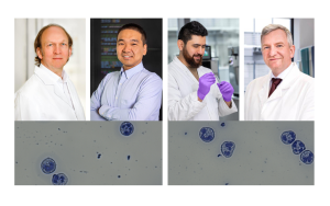 Das Foto zeigt im oberen Teil Porträts von vier Wissenschaftlern. Von links nach rechts: Prof. Dr. Matthias Gunzer, Prof. Dr. Jianxu Chen, Dr. Belal Alshaar, Prof. Dr. Albert Sickmann. Im Teil unter den Porträts sind Mikroskopaufnahmen von CD177-definierten Neutrophilen zu sehen.